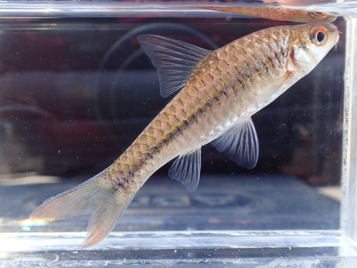 Straalvin-barbeel (Enteromius radiatus) — Cyprinidae