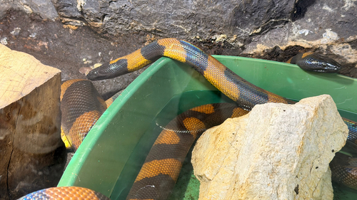 Gray-banded Kingsnake