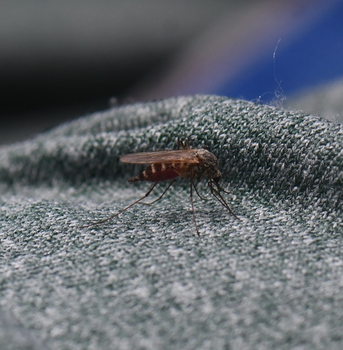 iNaturalist observation photo of Culicine Mosquitoes