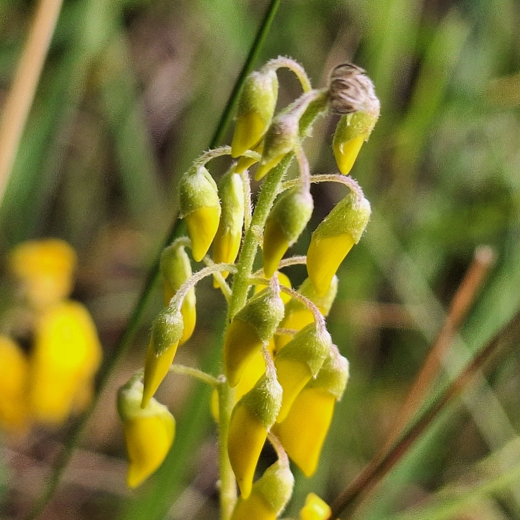 Cytisus nigricans; photograph author not stated, no rights reserved
