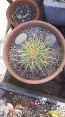 Dufourea echinocacti