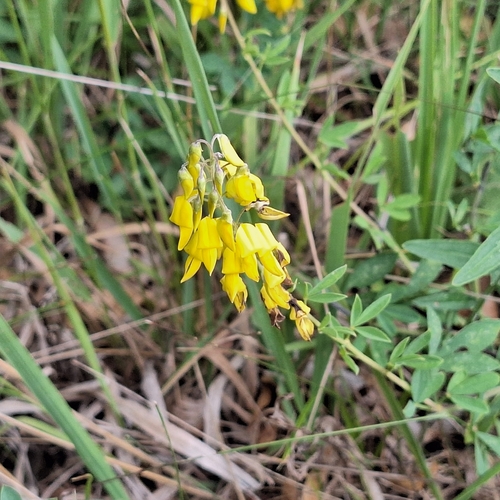 Cytisus nigricans, photograph 4