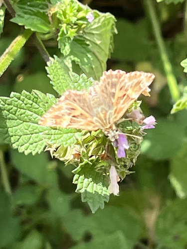Mallow Skipper