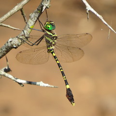 Phyllomacromia picta