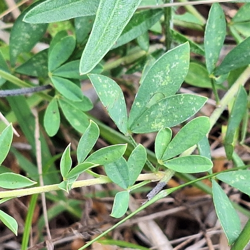 Cytisus nigricans, photograph 5