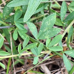 author not stated, no rights reserved Cytisus nigricans, photograph author not stated, no rights reserved