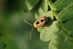 Monolepta subsuturalis