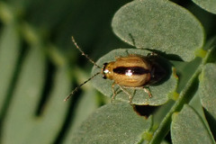 Monolepta subsuturalis