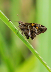 Chioides