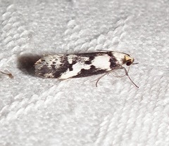 Philobota partitella