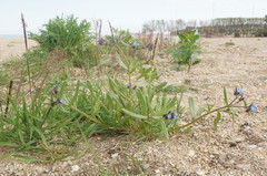 Anchusa thessala