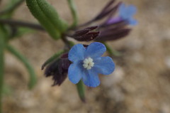 Anchusa thessala