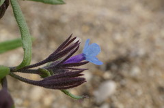 Anchusa thessala