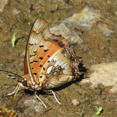 Charaxes jahlusa