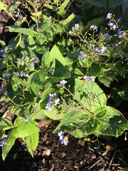 Brunnera