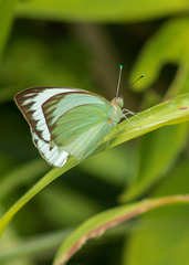 Ascia monuste orseis