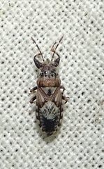 Phlegyas abbreviatus