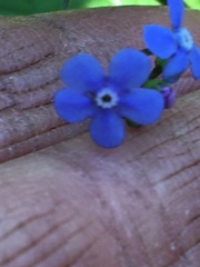 Brunnera
