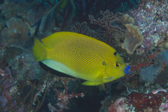 Apolemichthys trimaculatus