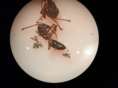 Austroponera castanea