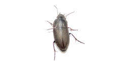 Anisodactylus rusticus