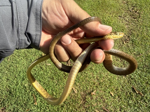 Boiga irregularis observed 2026-07-23