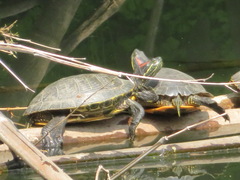 Trachemys scripta elegans