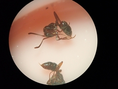 Austroponera castanea