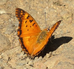 Charaxes jahlusa
