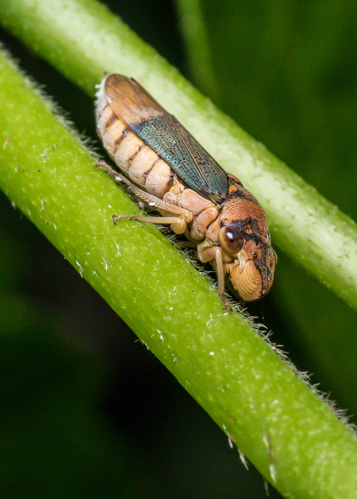 Oncometopia pseudofacialis