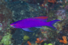 Mirolabrichthys pascalus