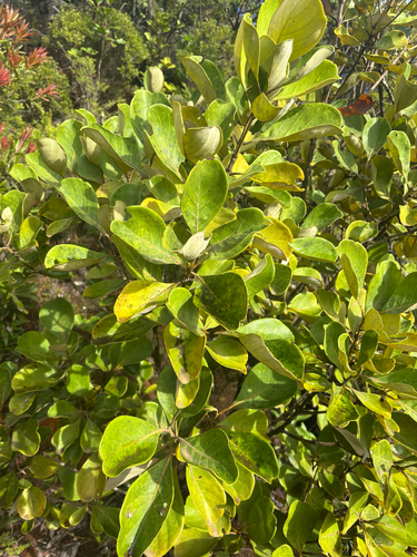Codia discolor observed 2026-07-21