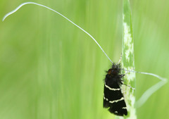 Adela trigrapha
