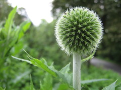 Echinops exaltatus