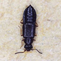 Coryphium angusticolle