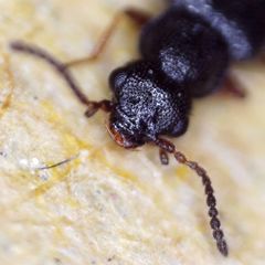 Coryphium angusticolle