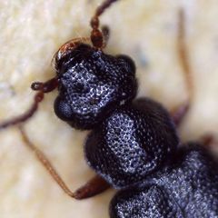 Coryphium angusticolle