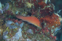 Pseudocheilinus evanidus