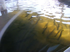 Polyodon spathula