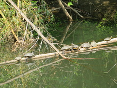 Trachemys scripta elegans