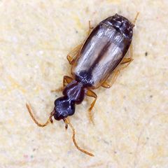 Philorhizus melanocephalus