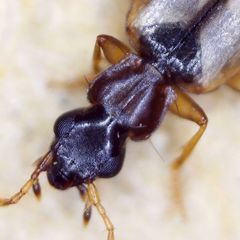Philorhizus melanocephalus