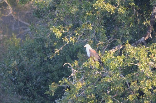 iNaturalist image