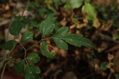 Clematis grata