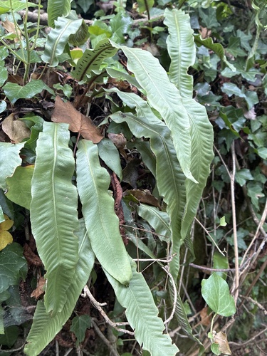 Hart's-tongue fern