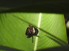 Notocrypta waigensis