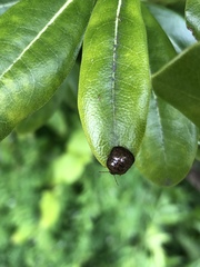 Megacopta punctatissima