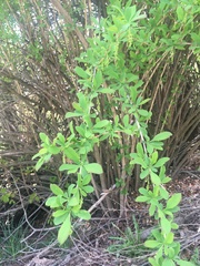 Berberis vulgaris