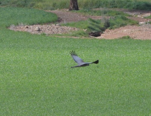 Spotted Harrier