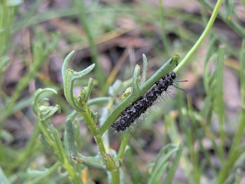 Australian magpie moth